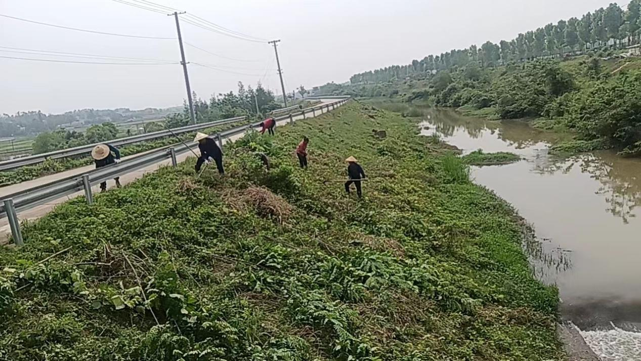 河道保洁除草忙 守护绿水与青山(图1)